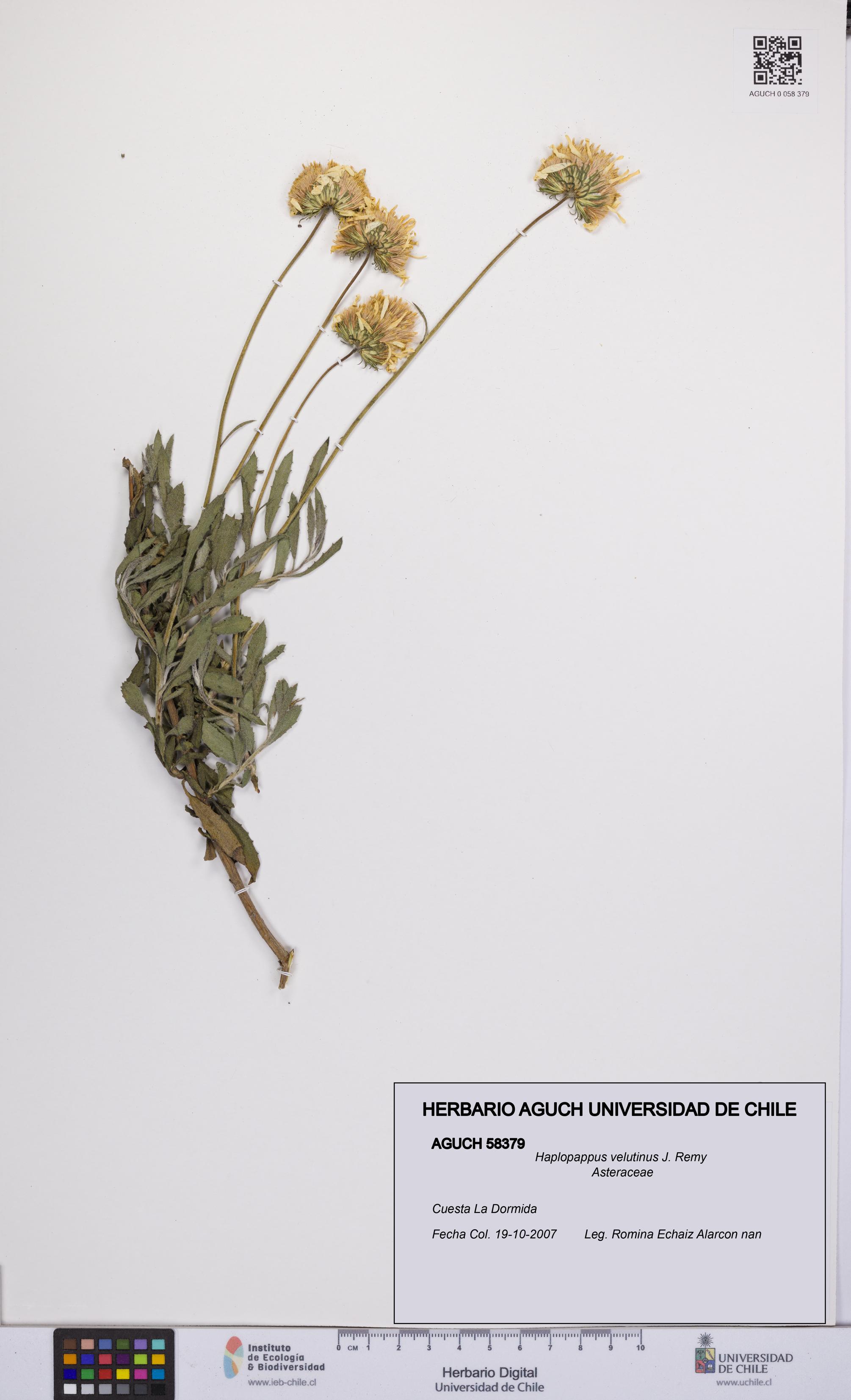 Haplopappus velutinus [Espécimen: UCH:AGUCH:0058379]