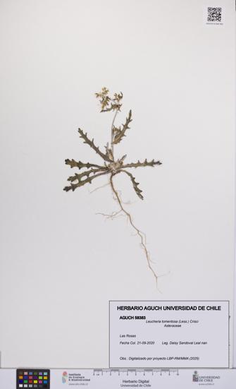 Leucheria tomentosa [Espécimen: UCH:AGUCH:0058383]