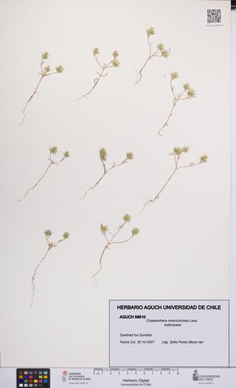 Chaetanthera moenchioides [Espécimen: UCH:AGUCH:0058510]