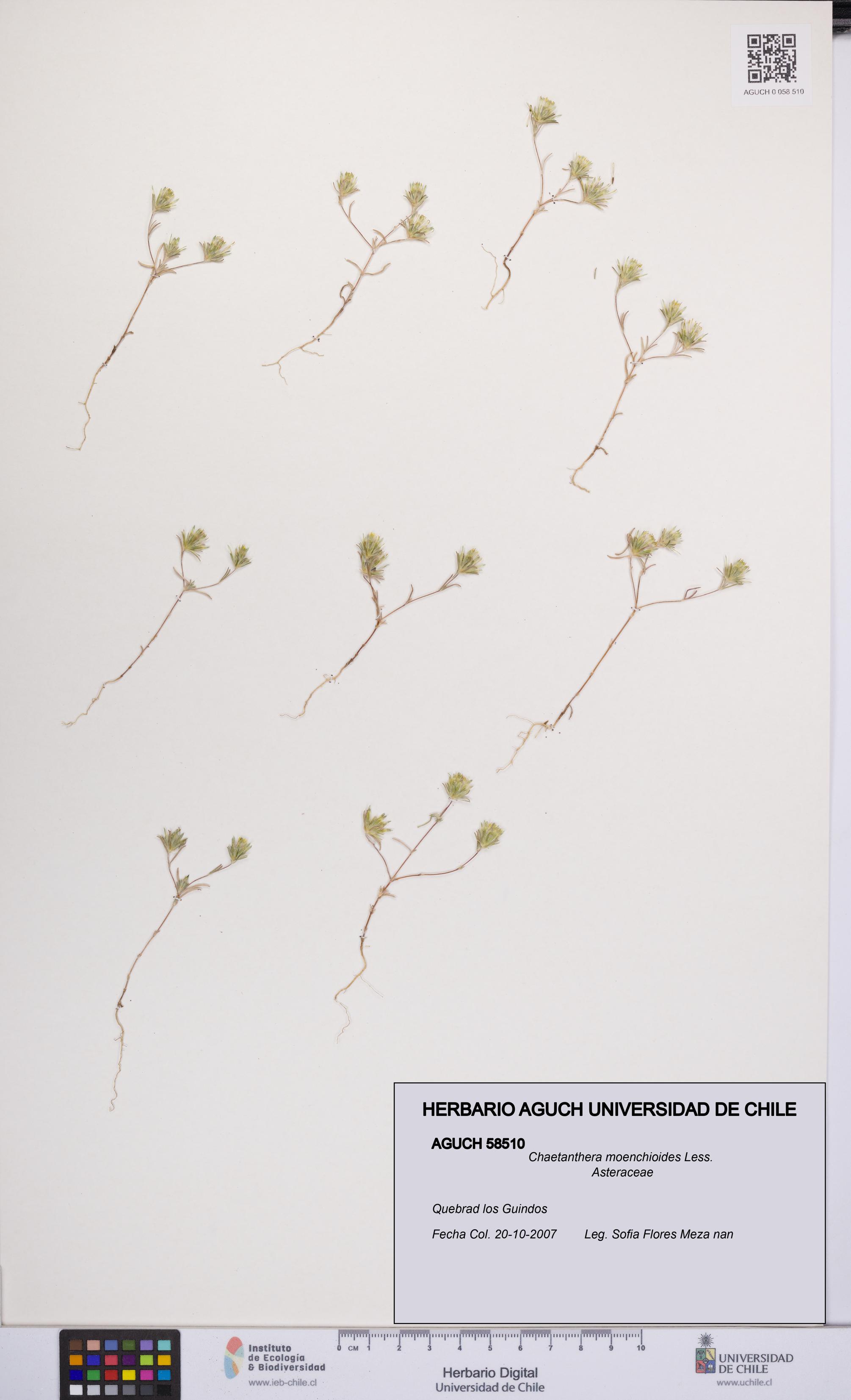 Chaetanthera moenchioides [Espécimen: UCH:AGUCH:0058510]