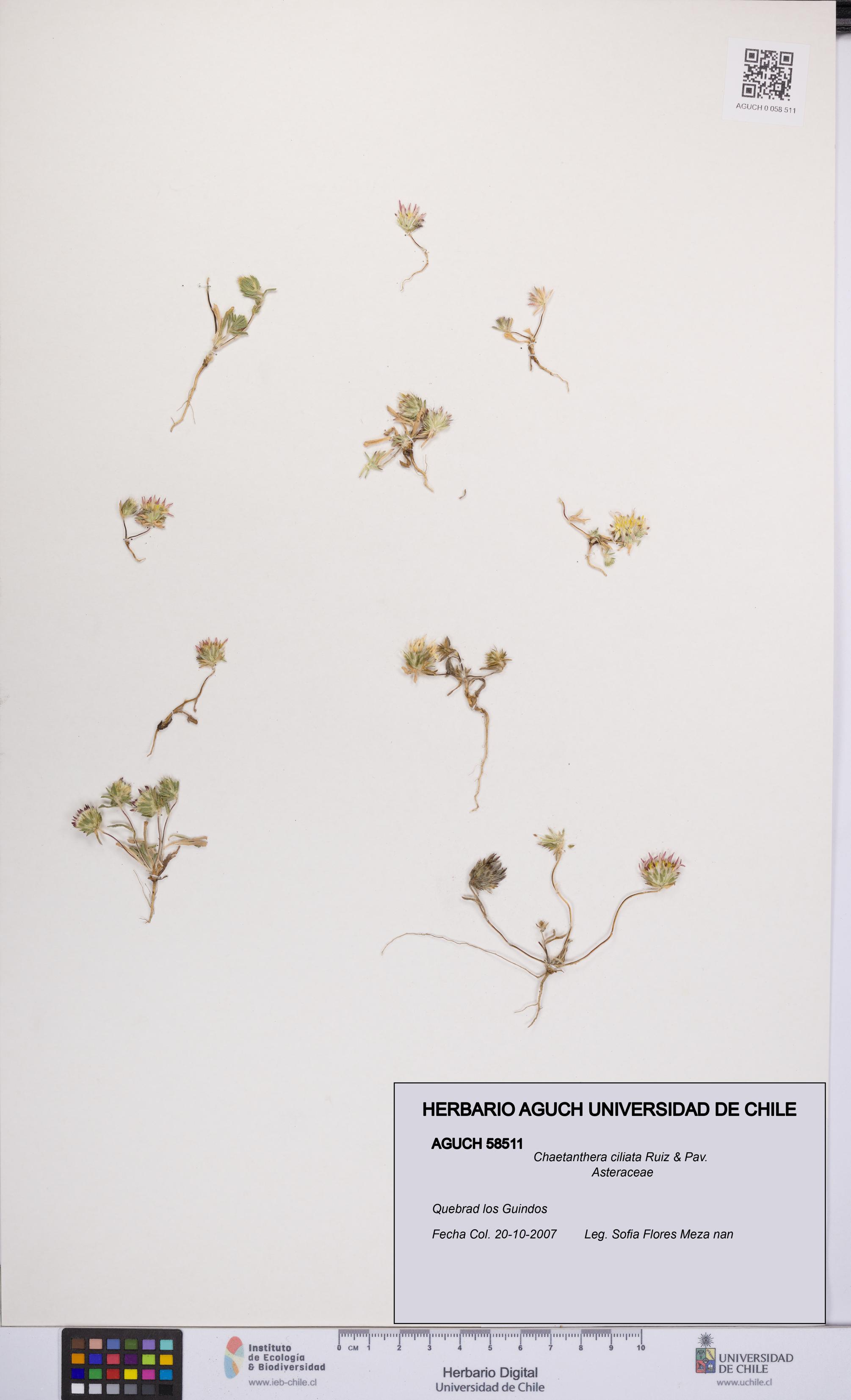 Chaetanthera ciliata [Espécimen: UCH:AGUCH:0058511]