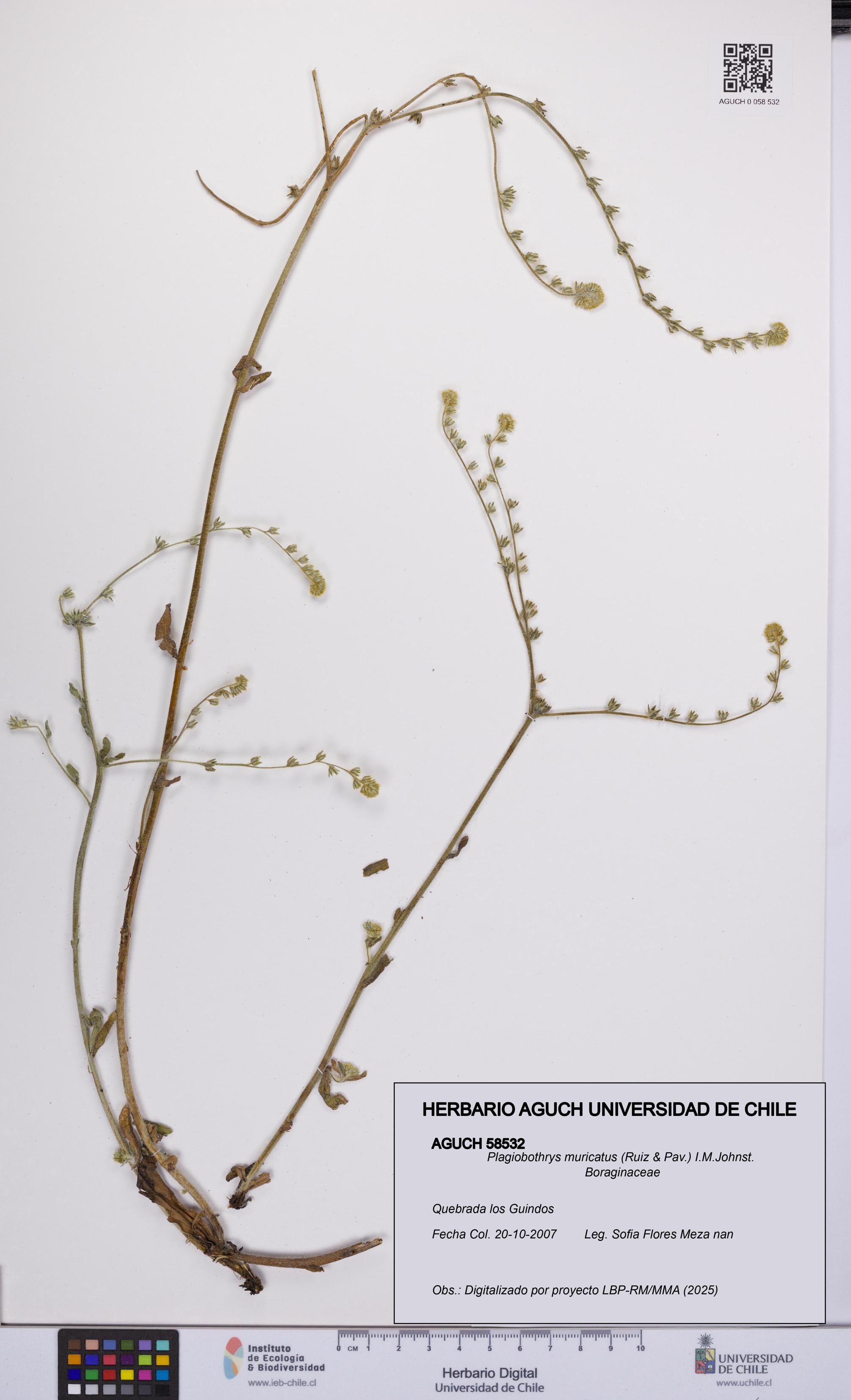 Plagiobothrys muricatus [Espécimen: ]