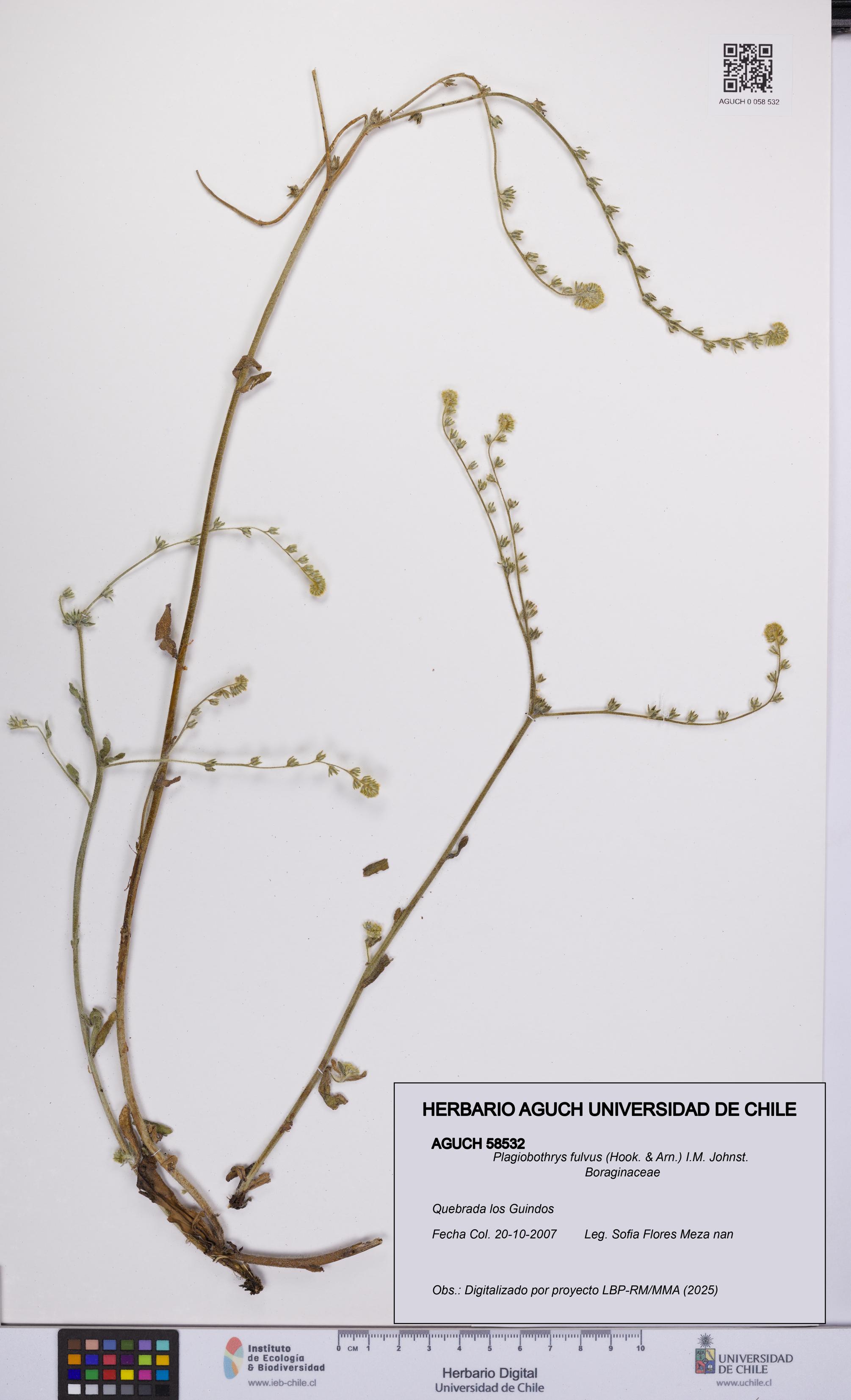 Plagiobothrys fulvus [Espécimen: UCH:AGUCH:0058532]