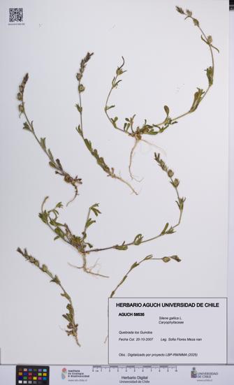 Silene gallica [Espécimen: UCH:AGUCH:0058535]