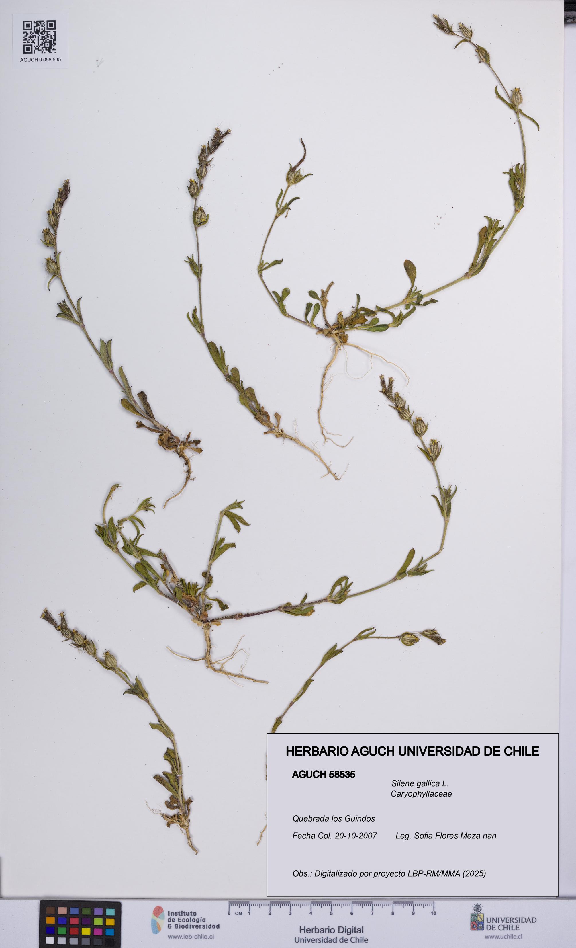 Silene gallica [Espécimen: UCH:AGUCH:0058535]