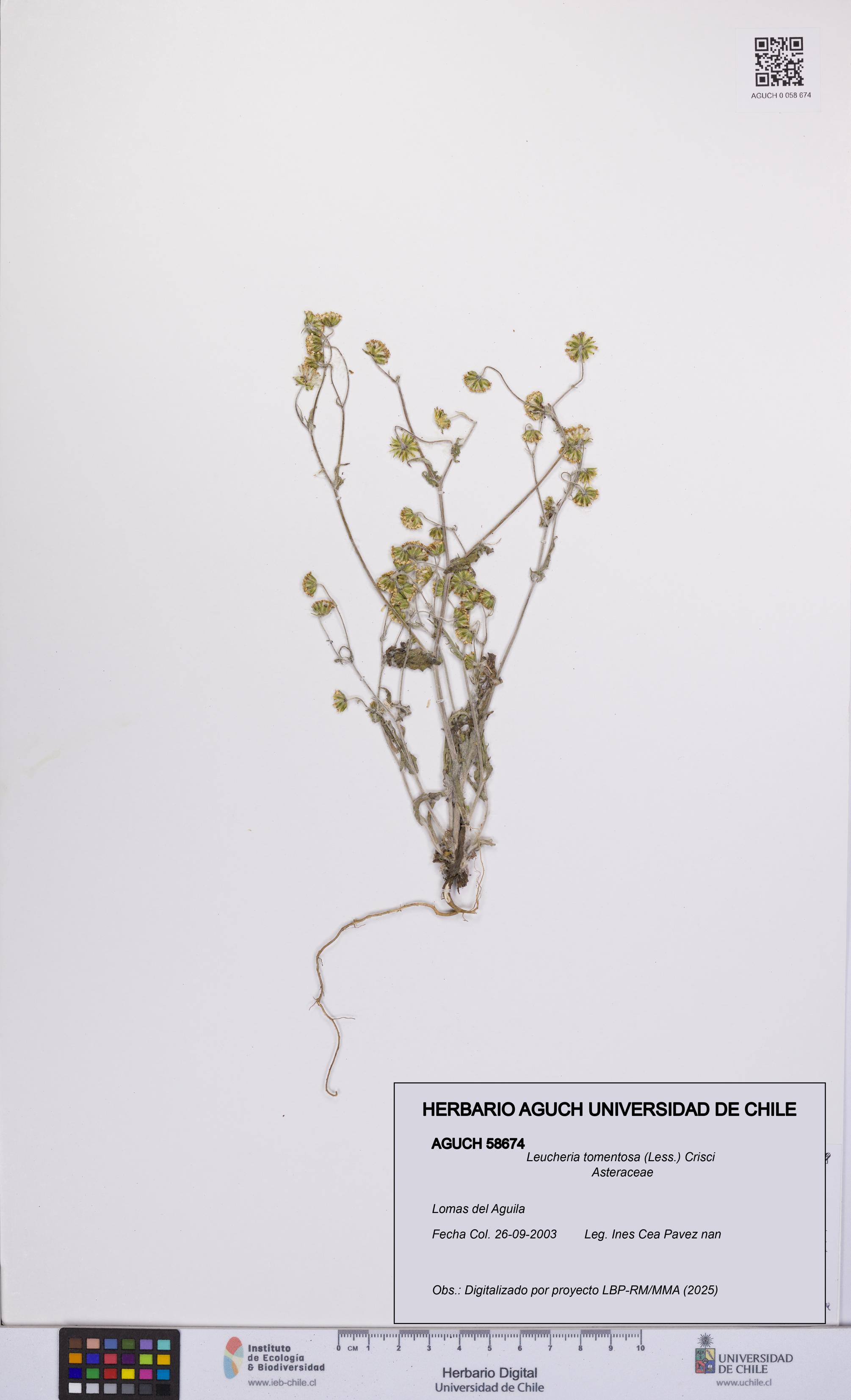 Leucheria tomentosa [Espécimen: UCH:AGUCH:0058674]