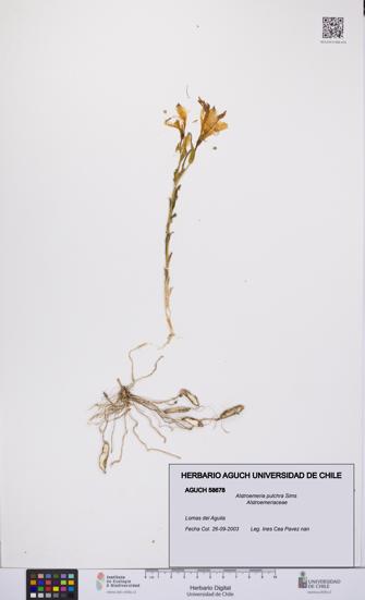 Alstroemeria pulchra [Espécimen: UCH:AGUCH:0058678]