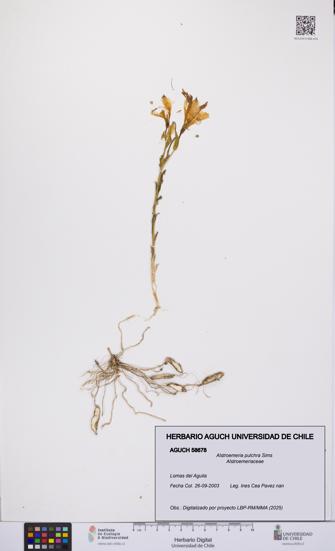 Alstroemeria pulchra [Espécimen: UCH:AGUCH:0058678]