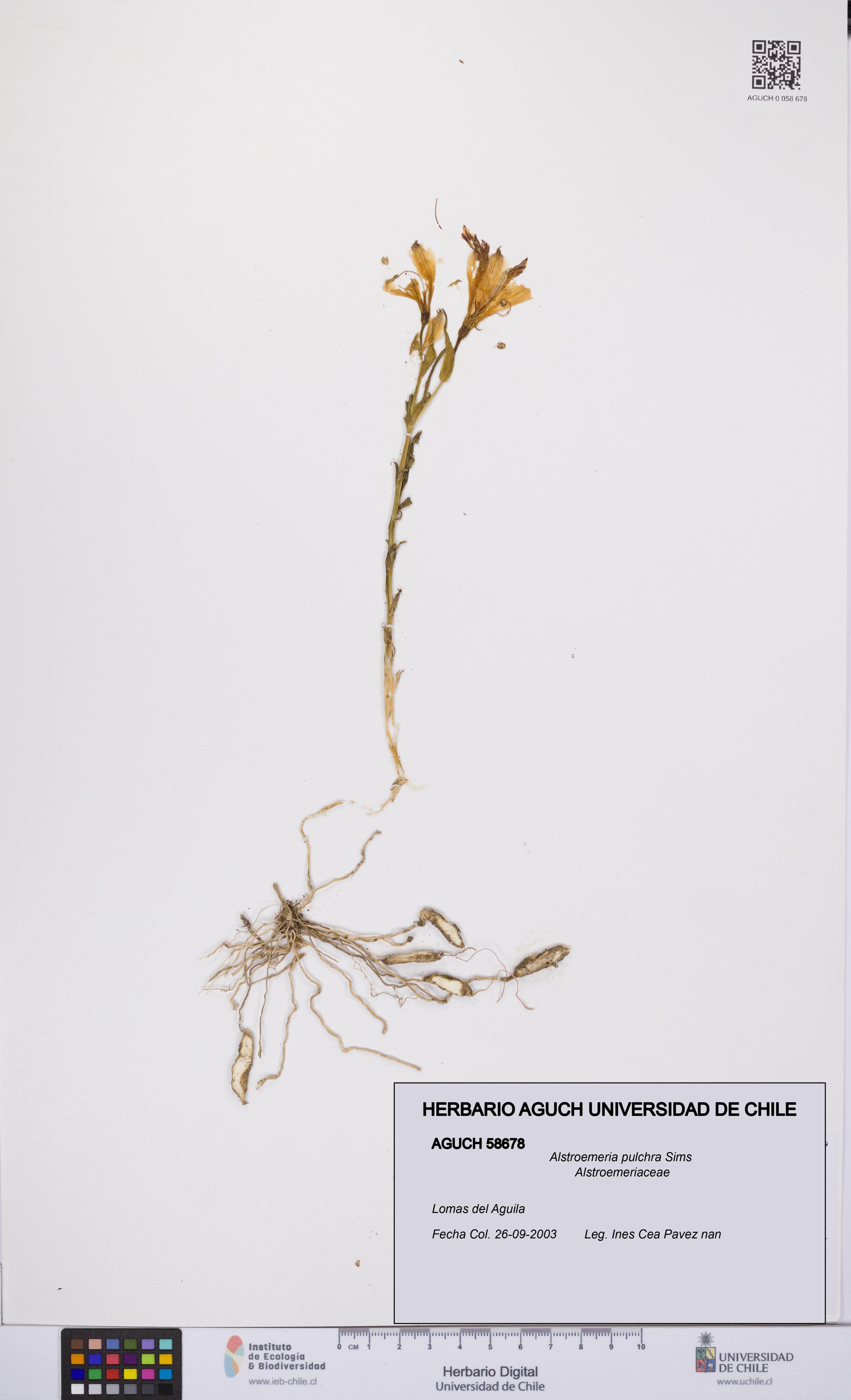 Alstroemeria pulchra [Espécimen: UCH:AGUCH:0058678]