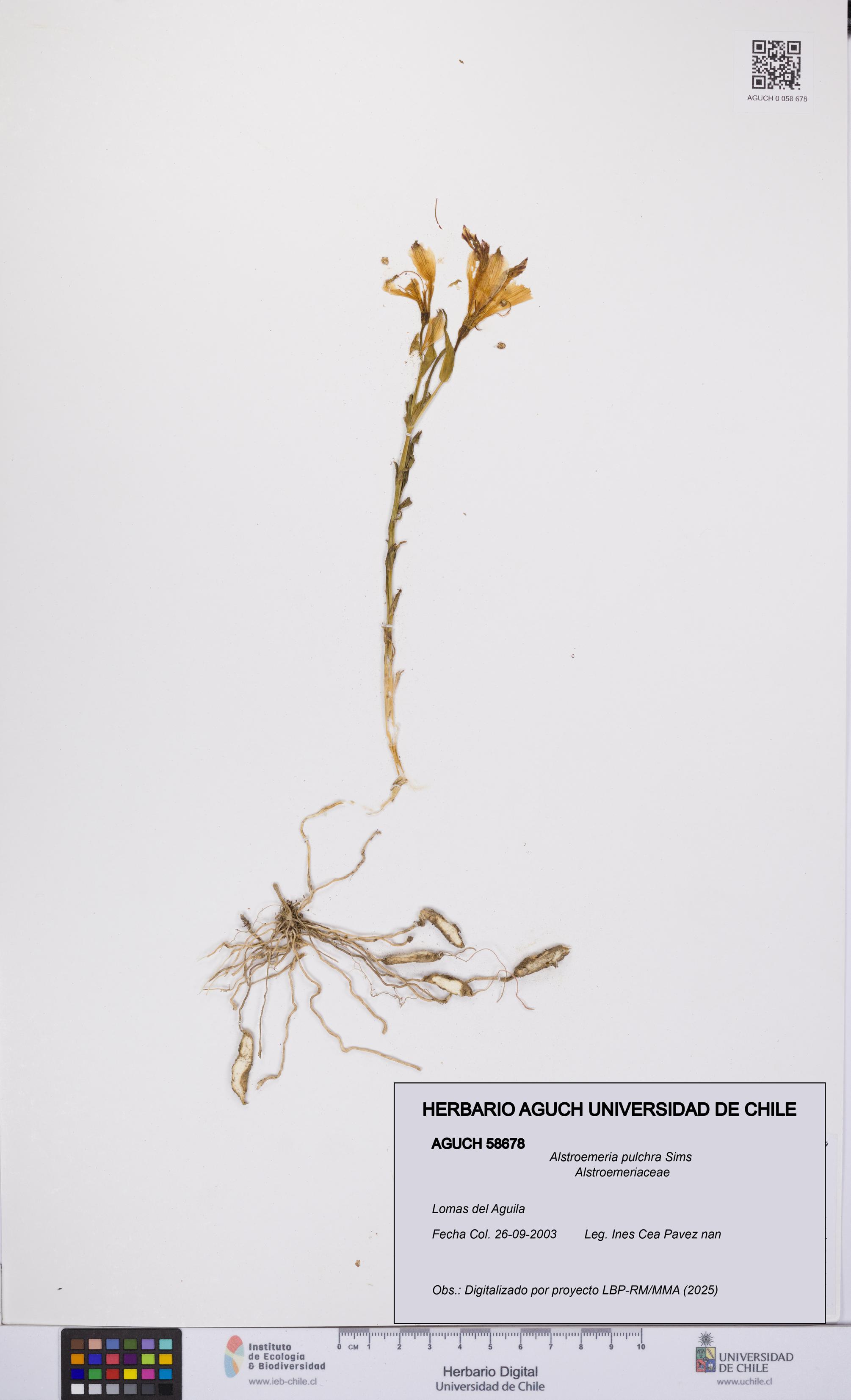Alstroemeria pulchra [Espécimen: UCH:AGUCH:0058678]