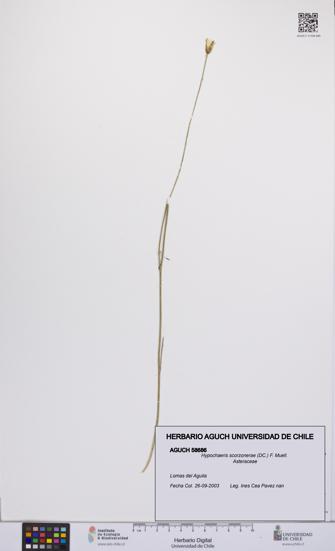 Hypochaeris scorzonerae [Espécimen: UCH:AGUCH:0058686]