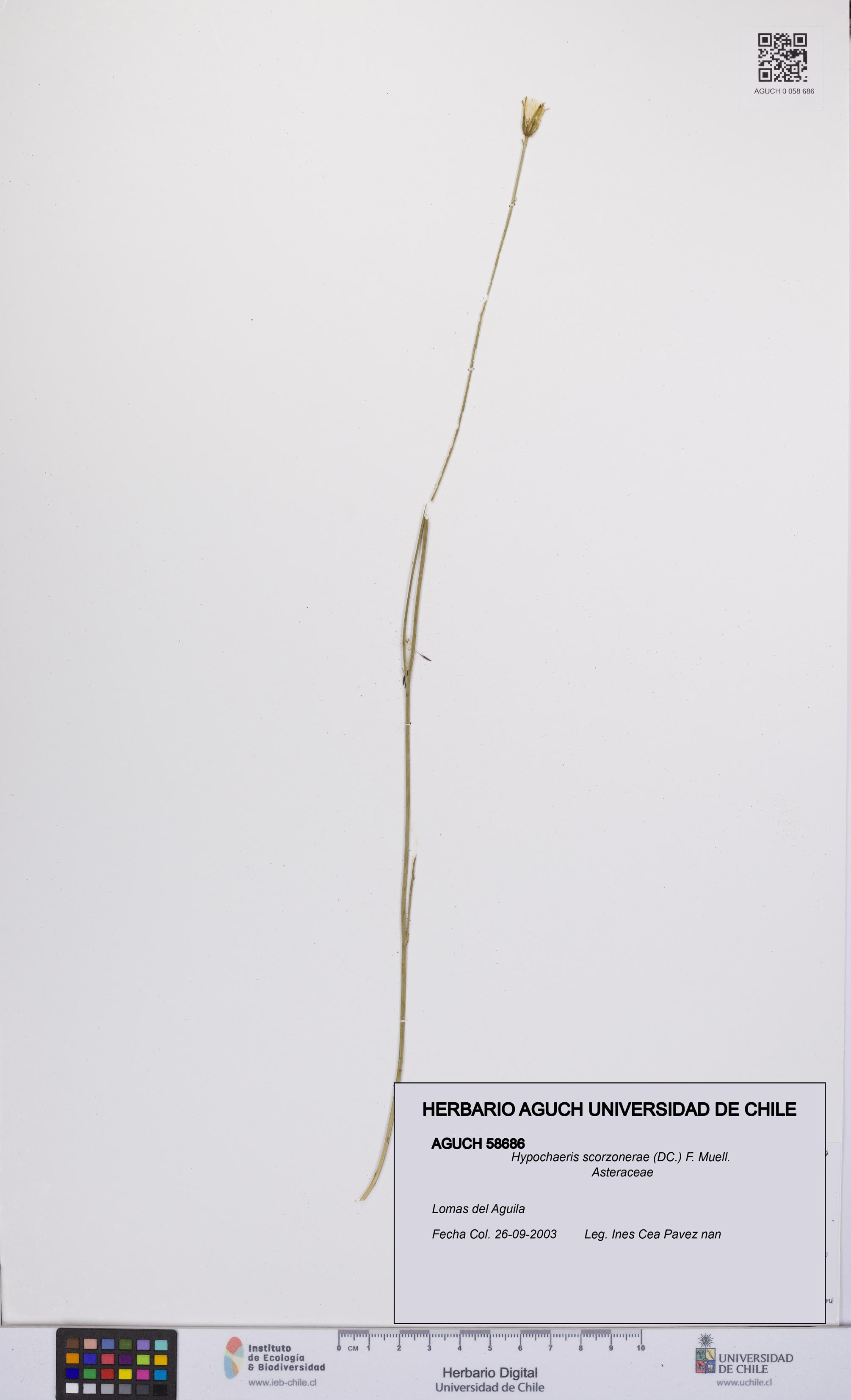 Hypochaeris scorzonerae [Espécimen: UCH:AGUCH:0058686]