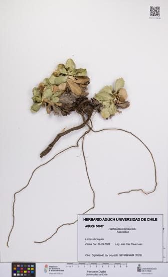 Haplopappus foliosus [Espécimen: UCH:AGUCH:0058687]