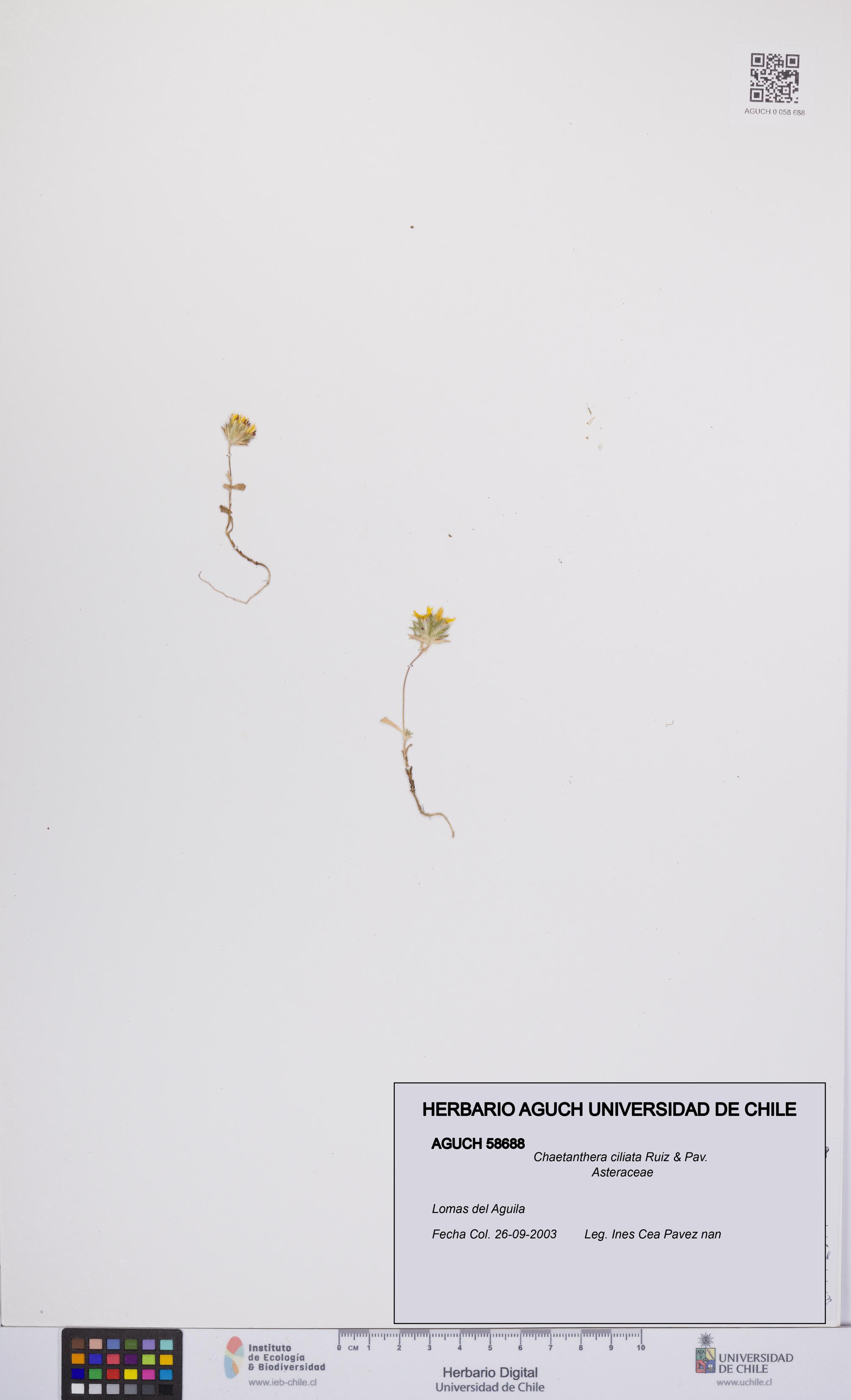 Chaetanthera ciliata [Espécimen: UCH:AGUCH:0058688]