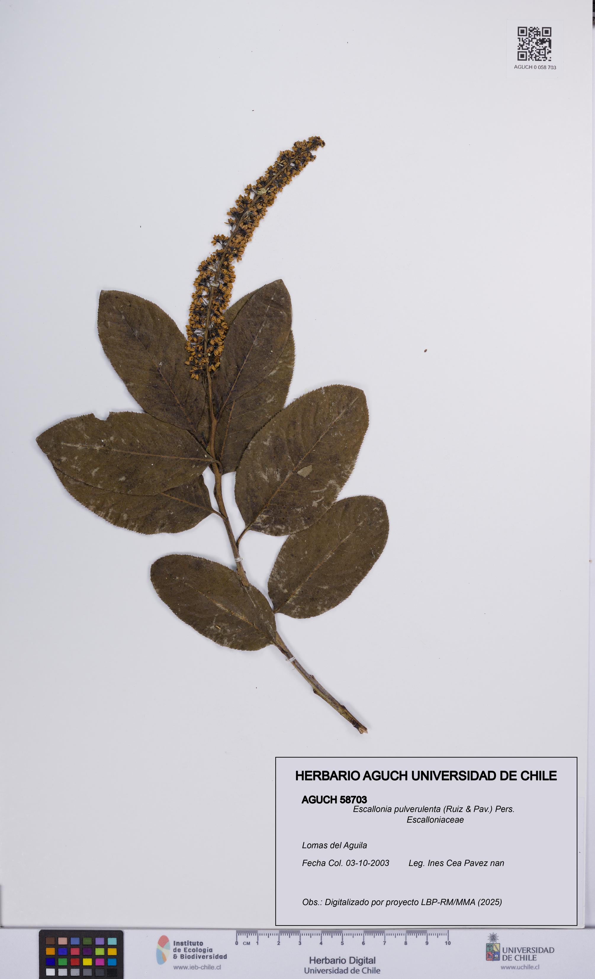 Escallonia pulverulenta [Espécimen: UCH:AGUCH:0058703]