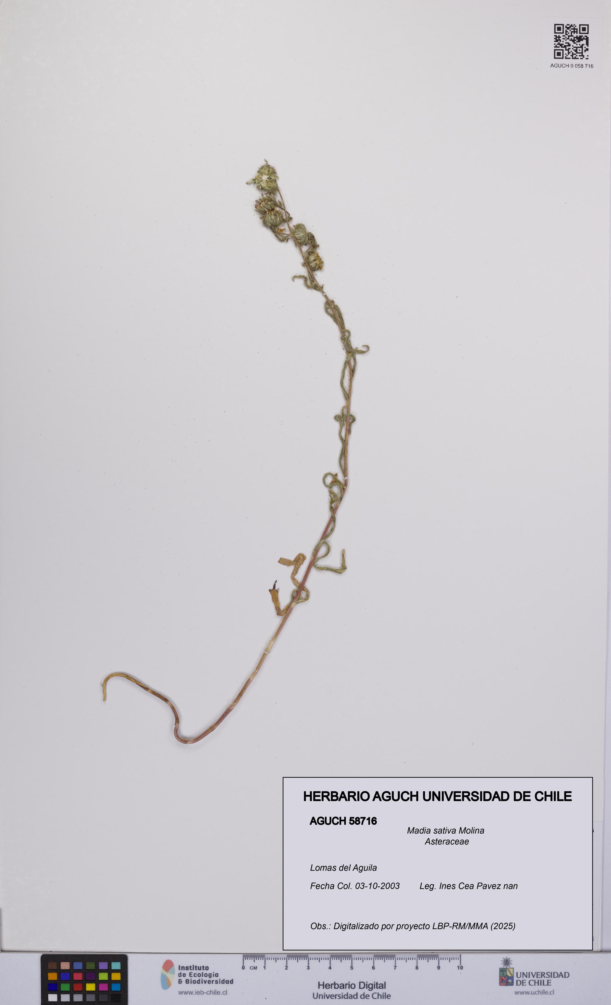 Madia sativa [Espécimen: UCH:AGUCH:0058716]