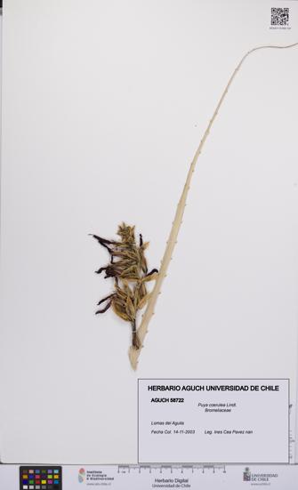 Puya coerulea [Espécimen: UCH:AGUCH:0058722]