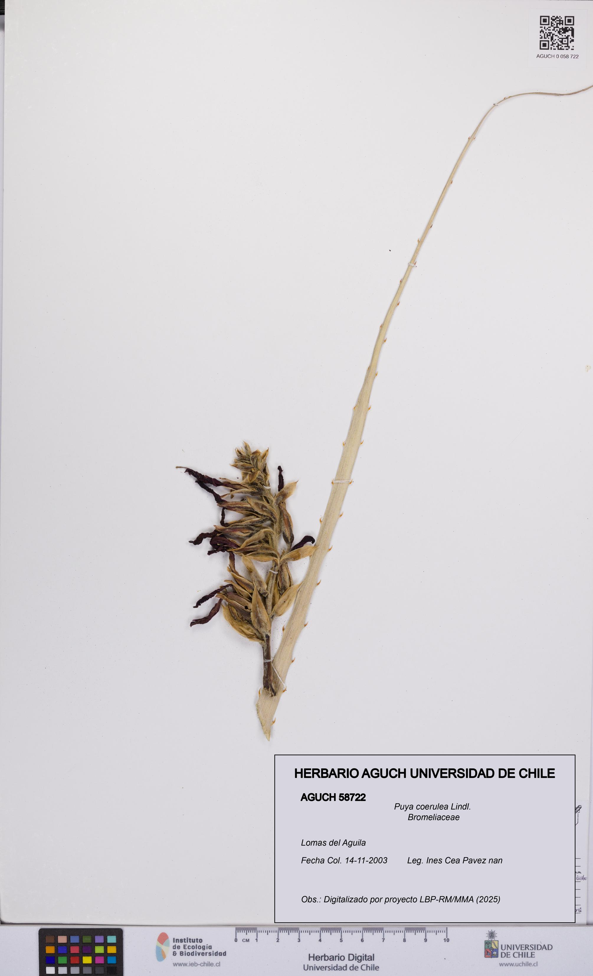Puya coerulea [Espécimen: UCH:AGUCH:0058722]