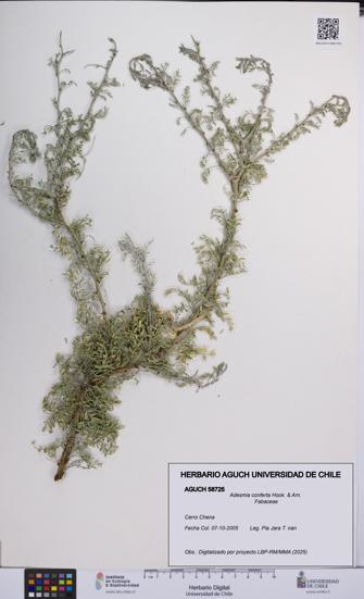 Adesmia conferta [Espécimen: UCH:AGUCH:0058725]