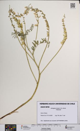 Astragalus looseri [Espécimen: UCH:AGUCH:0058729]