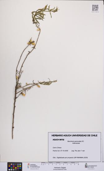 Baccharis paniculata [Espécimen: UCH:AGUCH:0058732]