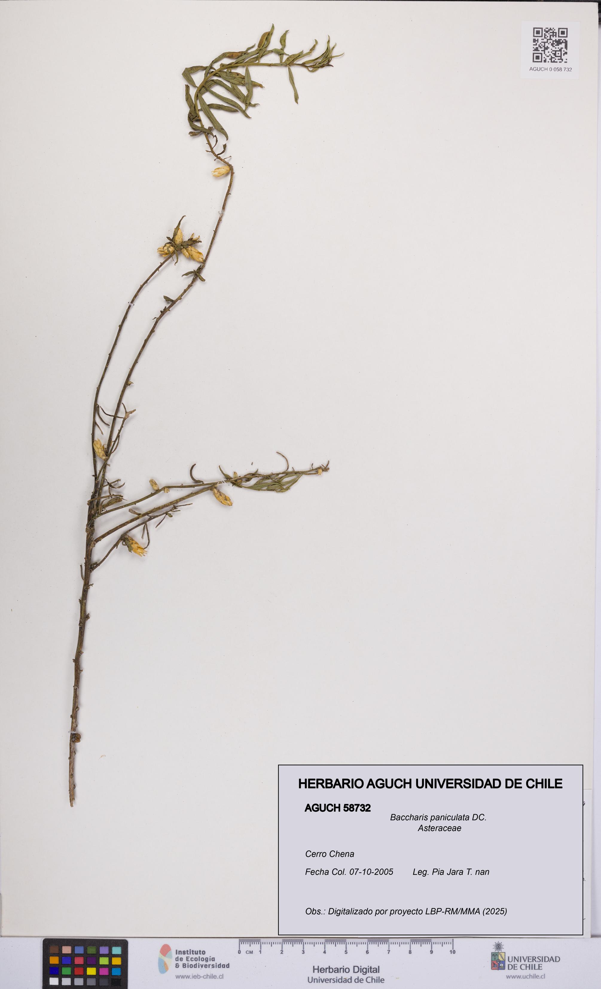 Baccharis paniculata [Espécimen: UCH:AGUCH:0058732]