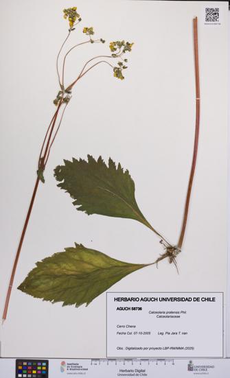 Calceolaria pratensis [Espécimen: UCH:AGUCH:0058736]