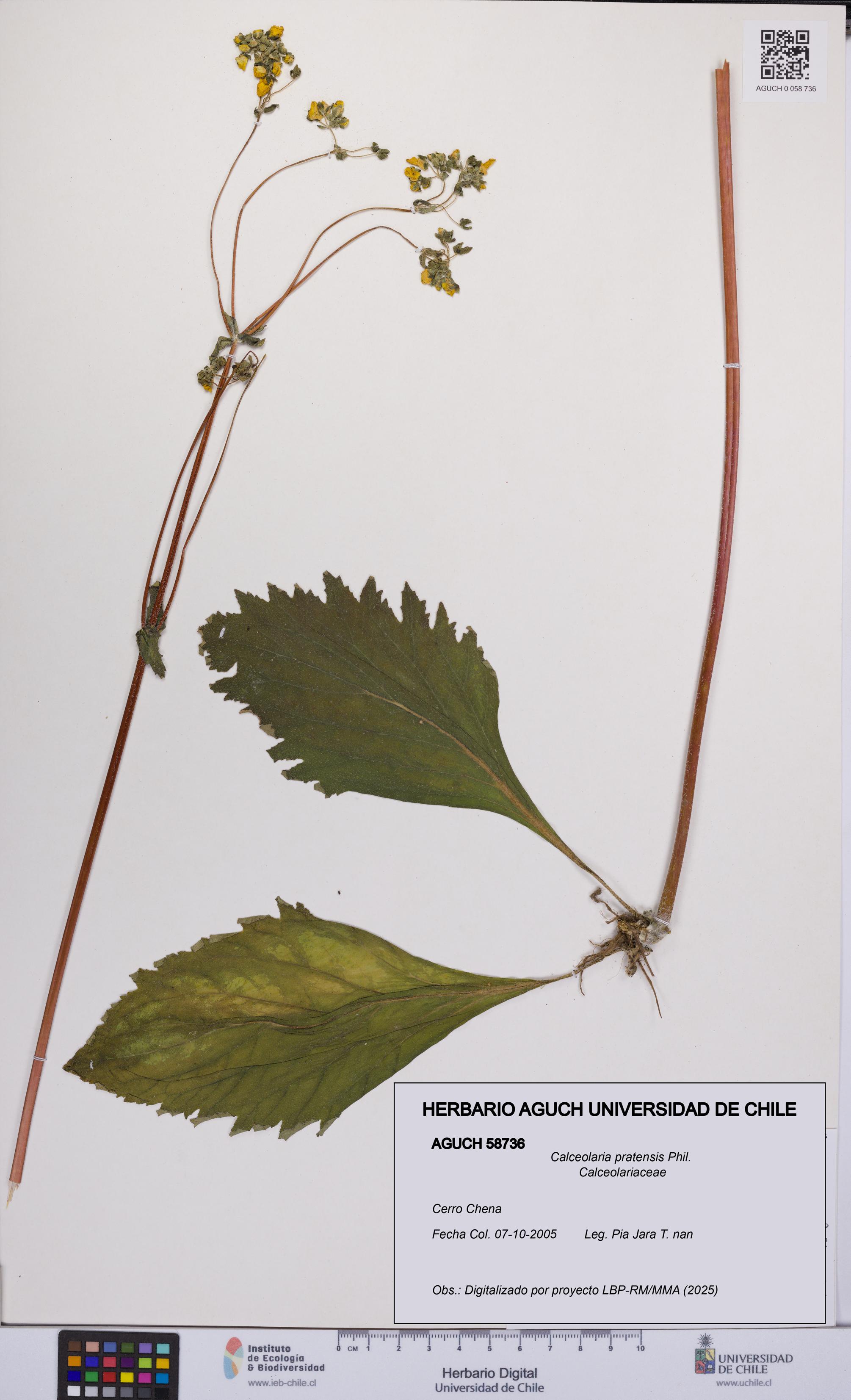 Calceolaria pratensis [Espécimen: UCH:AGUCH:0058736]