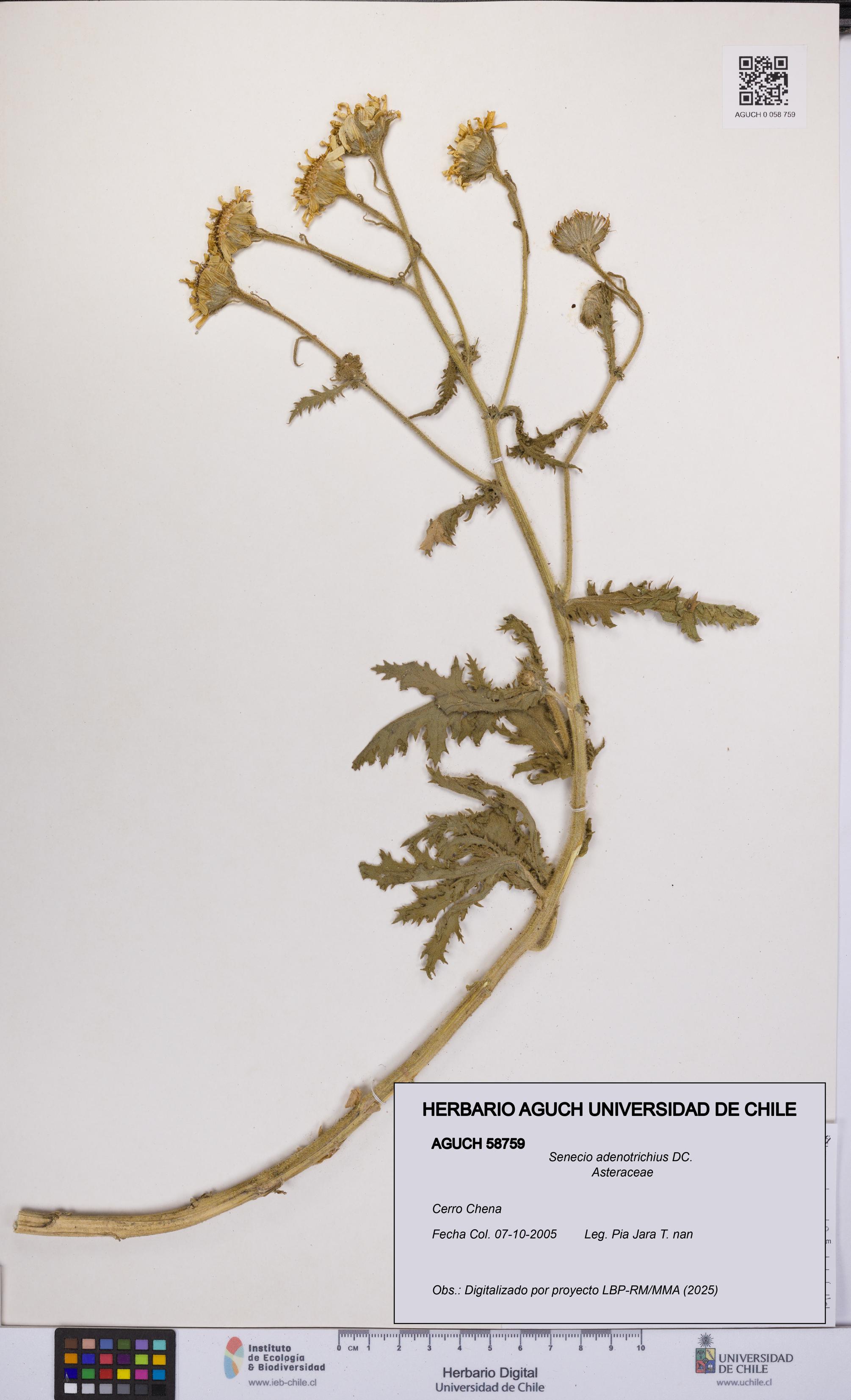 Senecio adenotrichius [Espécimen: UCH:AGUCH:0058759]