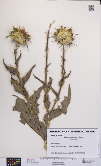 Silybum marianum [Espécimen: UCH:AGUCH:0058760]