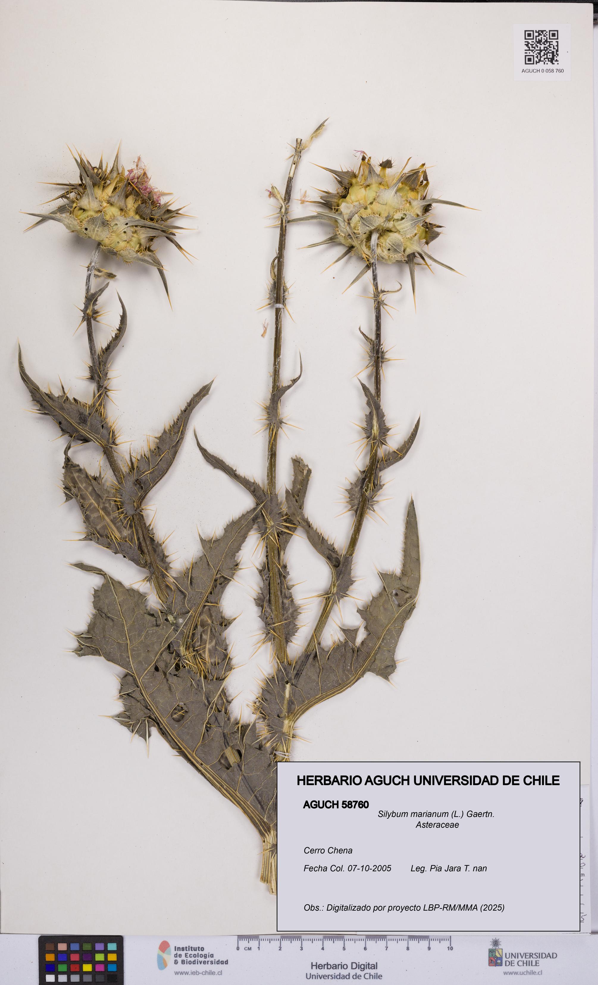 Silybum marianum [Espécimen: UCH:AGUCH:0058760]