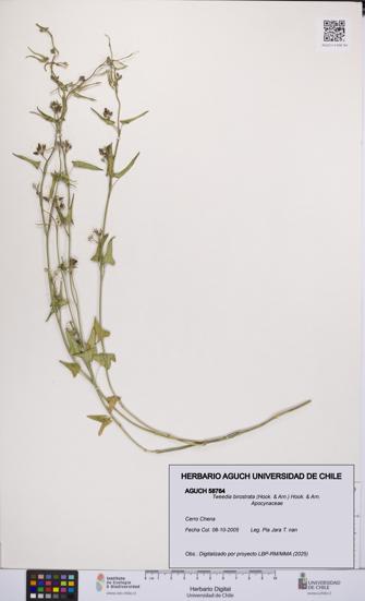 Tweedia birostrata [Espécimen: UCH:AGUCH:0058764]