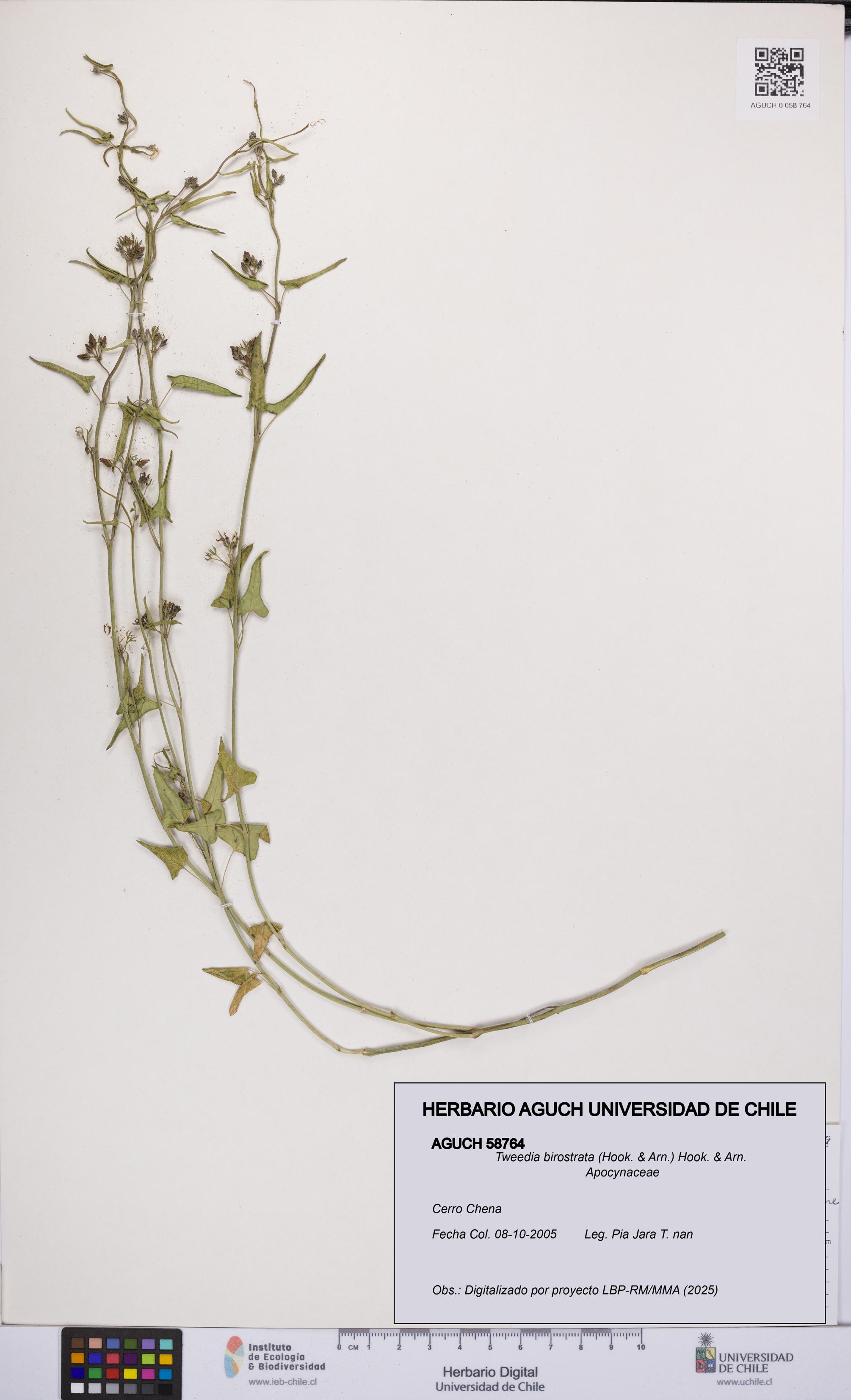 Tweedia birostrata [Espécimen: UCH:AGUCH:0058764]