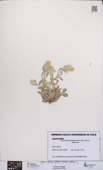 Gamochaeta spiciformis [Espécimen: UCH:AGUCH:0058780]