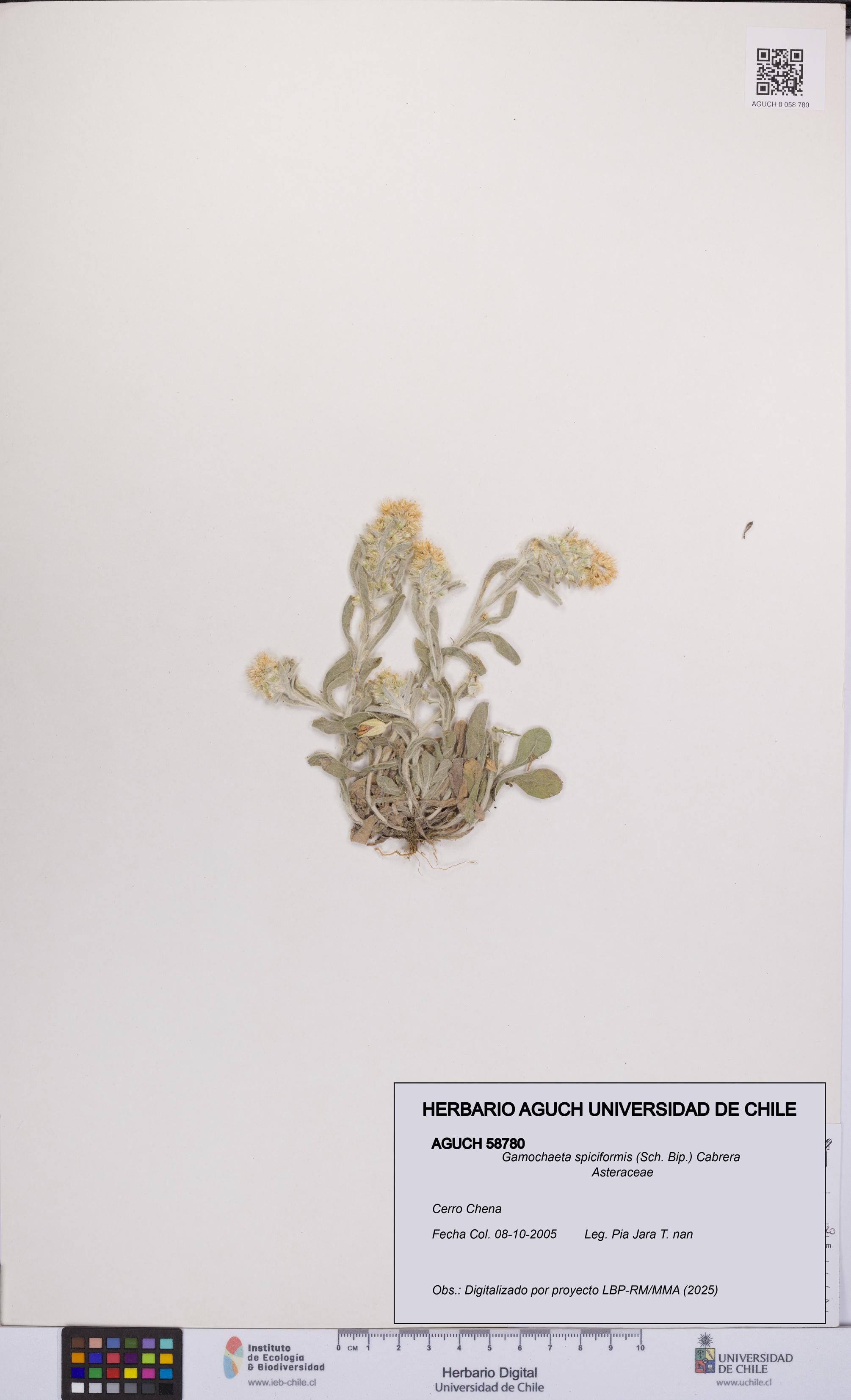 Gamochaeta spiciformis [Espécimen: UCH:AGUCH:0058780]