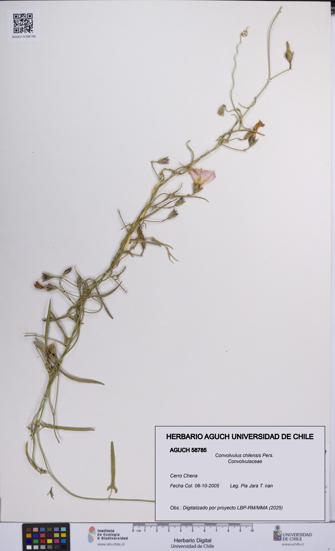 Convolvulus chilensis [Espécimen: UCH:AGUCH:0058785]