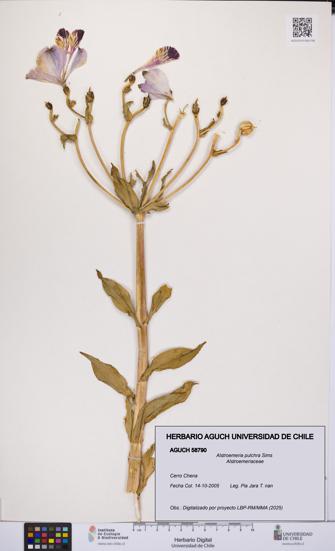 Alstroemeria pulchra [Espécimen: UCH:AGUCH:0058790]