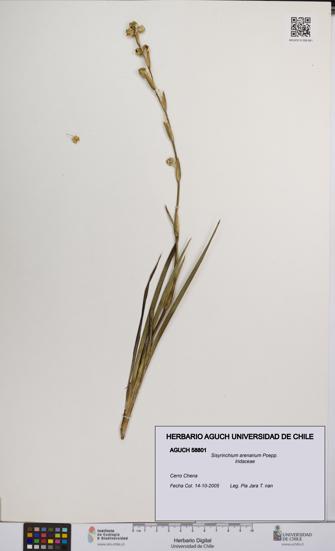 Sisyrinchium arenarium [Espécimen: UCH:AGUCH:0058801]
