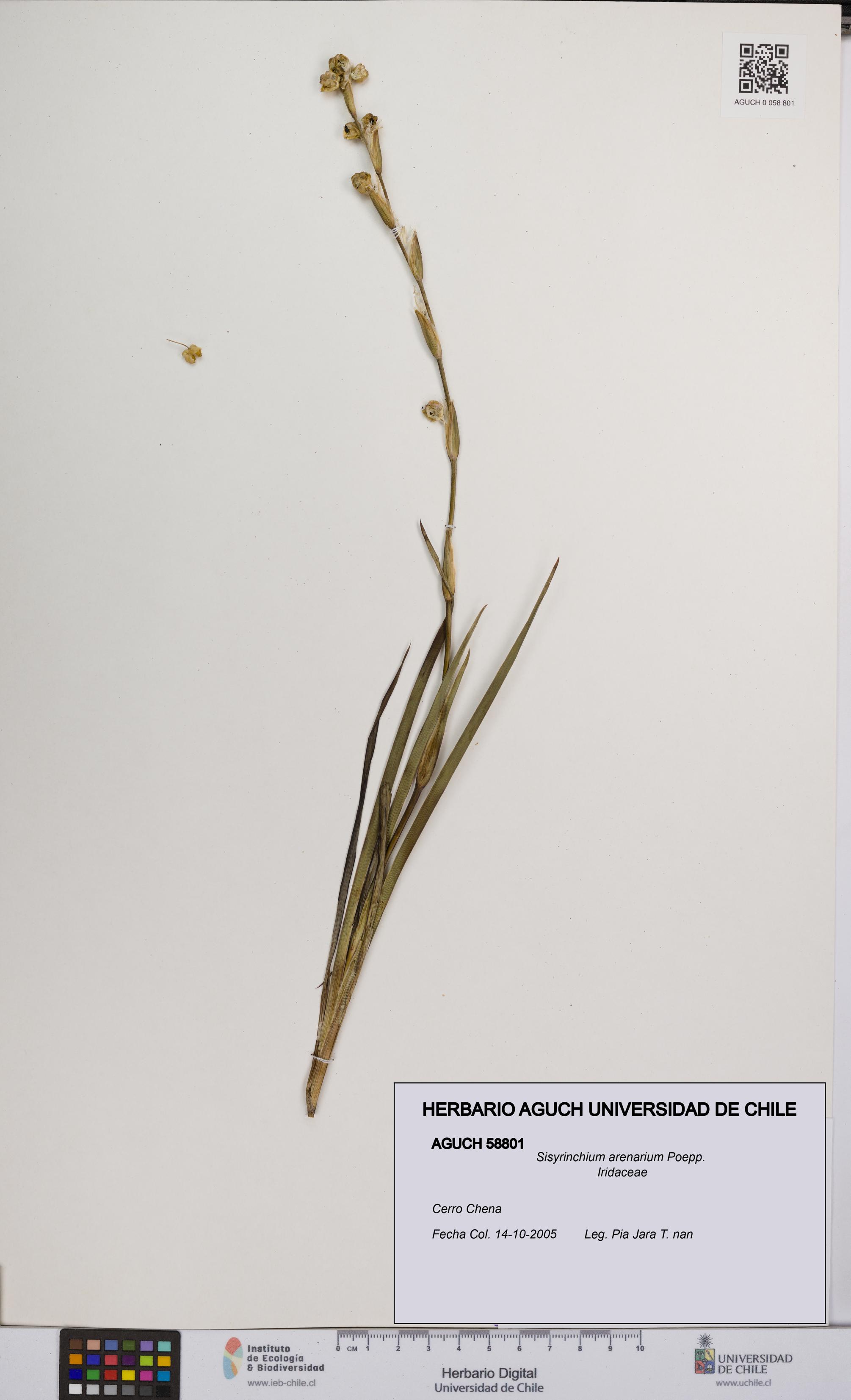 Sisyrinchium arenarium [Espécimen: UCH:AGUCH:0058801]