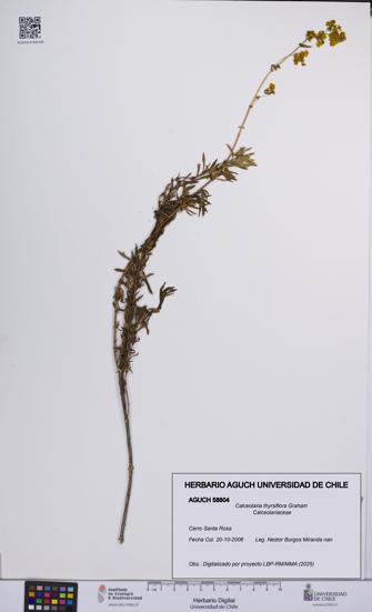 Calceolaria thyrsiflora [Espécimen: UCH:AGUCH:0058804]