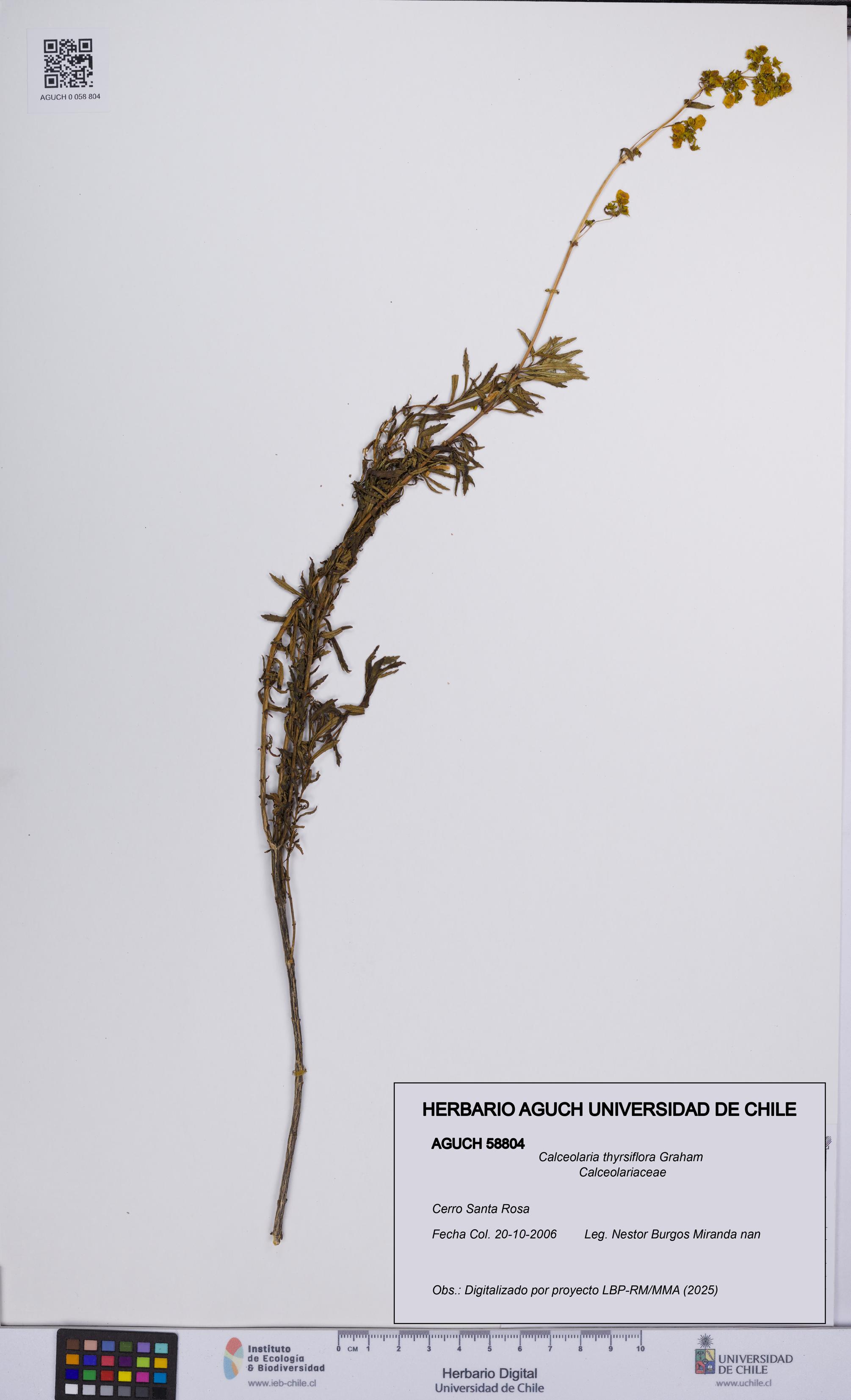 Calceolaria thyrsiflora [Espécimen: UCH:AGUCH:0058804]
