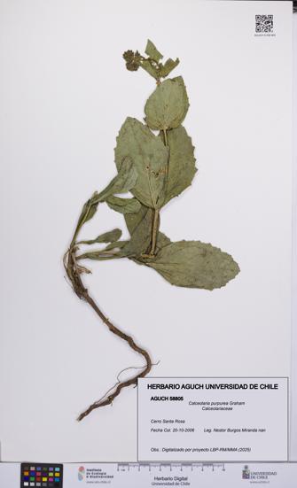 Calceolaria purpurea [Espécimen: UCH:AGUCH:0058805]