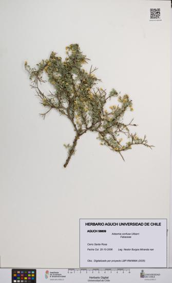 Adesmia confusa [Espécimen: UCH:AGUCH:0058809]