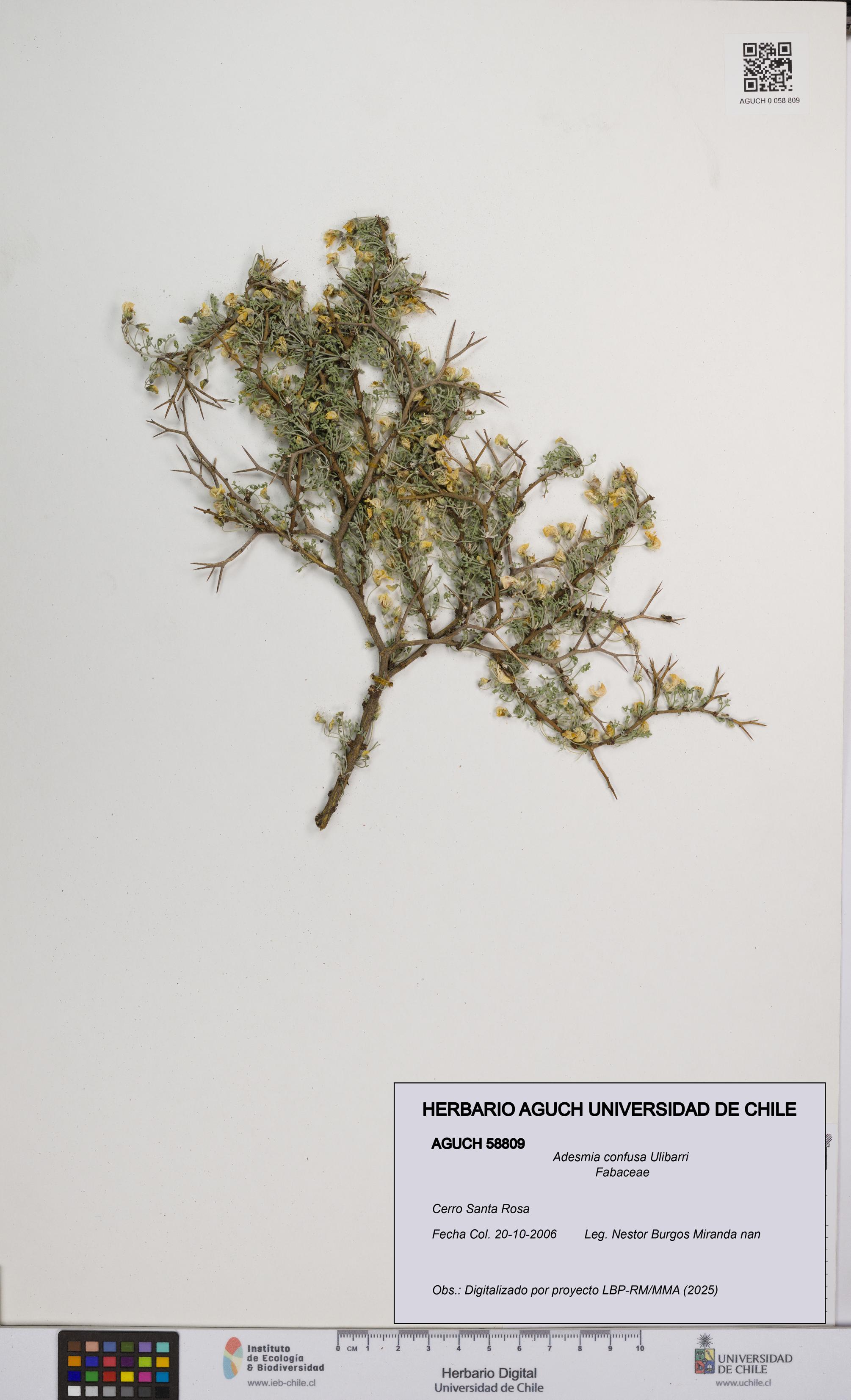 Adesmia confusa [Espécimen: UCH:AGUCH:0058809]