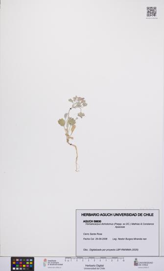 Homalocarpus dichotomus [Espécimen: UCH:AGUCH:0058830]