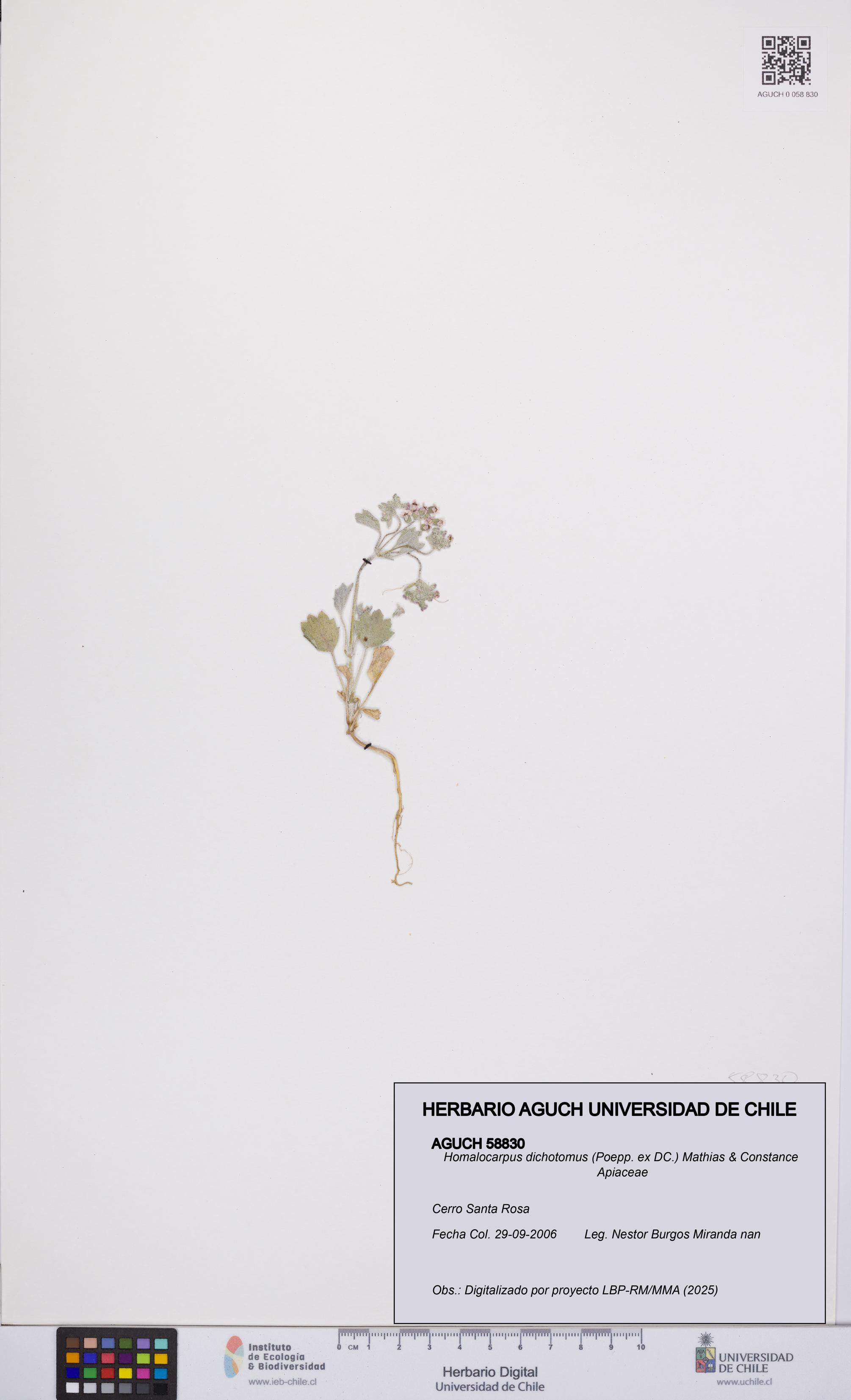 Homalocarpus dichotomus [Espécimen: UCH:AGUCH:0058830]