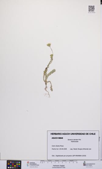 Senecio davilae [Espécimen: UCH:AGUCH:0058848]
