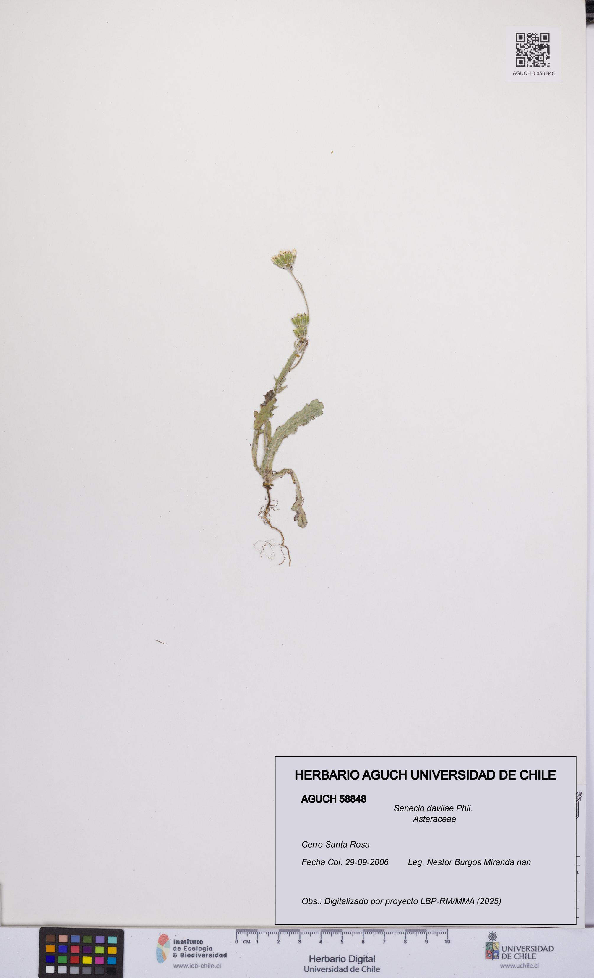 Senecio davilae [Espécimen: UCH:AGUCH:0058848]