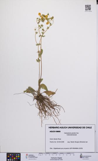 Calceolaria paralia [Espécimen: UCH:AGUCH:0058850]