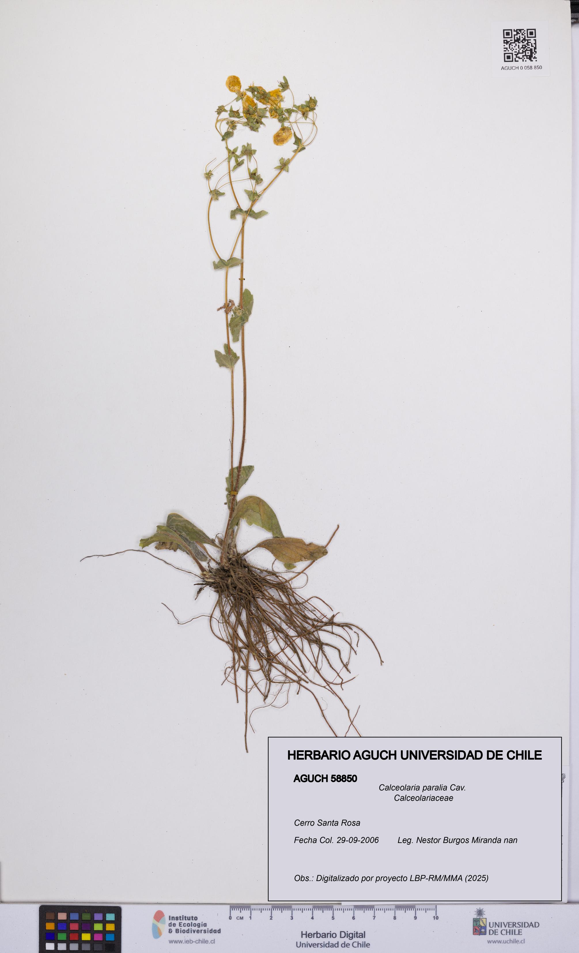 Calceolaria paralia [Espécimen: UCH:AGUCH:0058850]